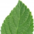 Лист лантаны