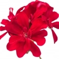 Пеларгоний