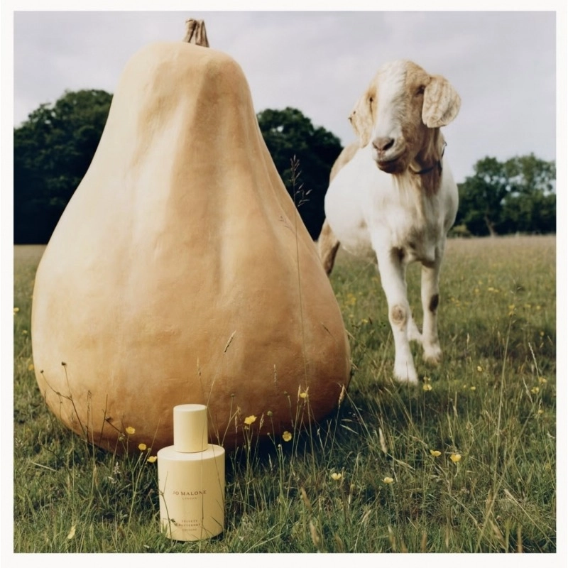 Фото Jo Malone Velvety Butternut
