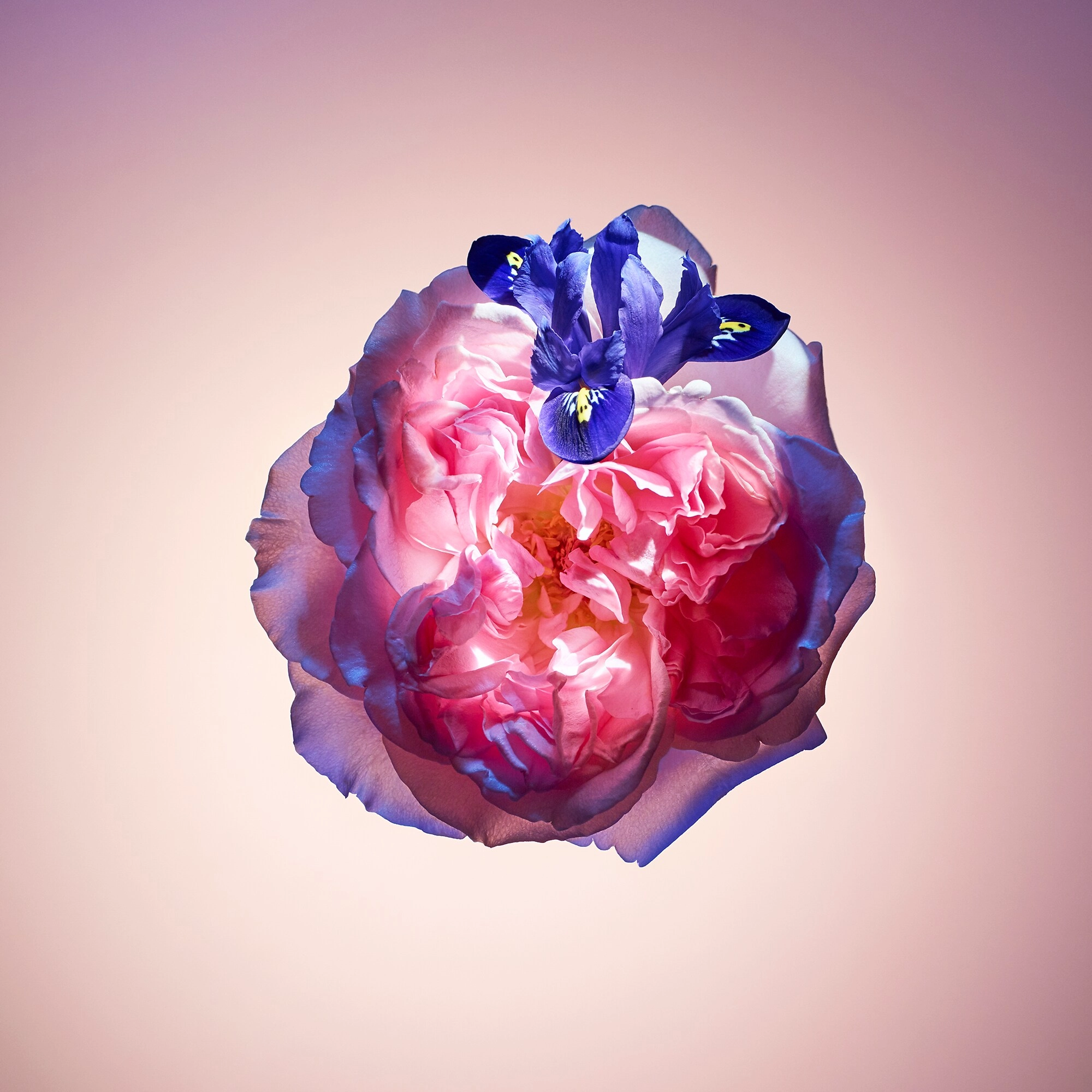 Фото Louis Vuitton Rose Des Vents