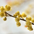 Литсея кубеба