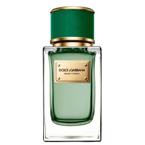 Фото Dolce & Gabbana Velvet Cypress