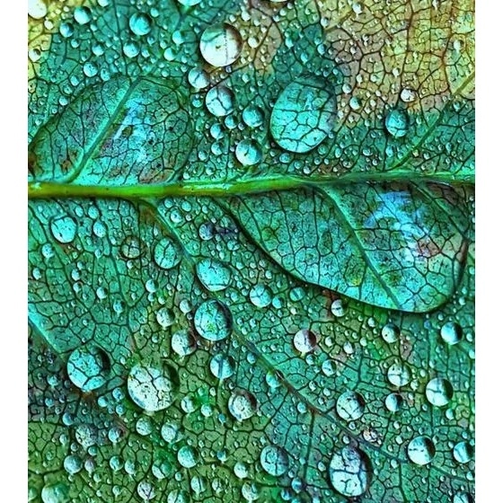 Фото Onno Vetiver Sacre