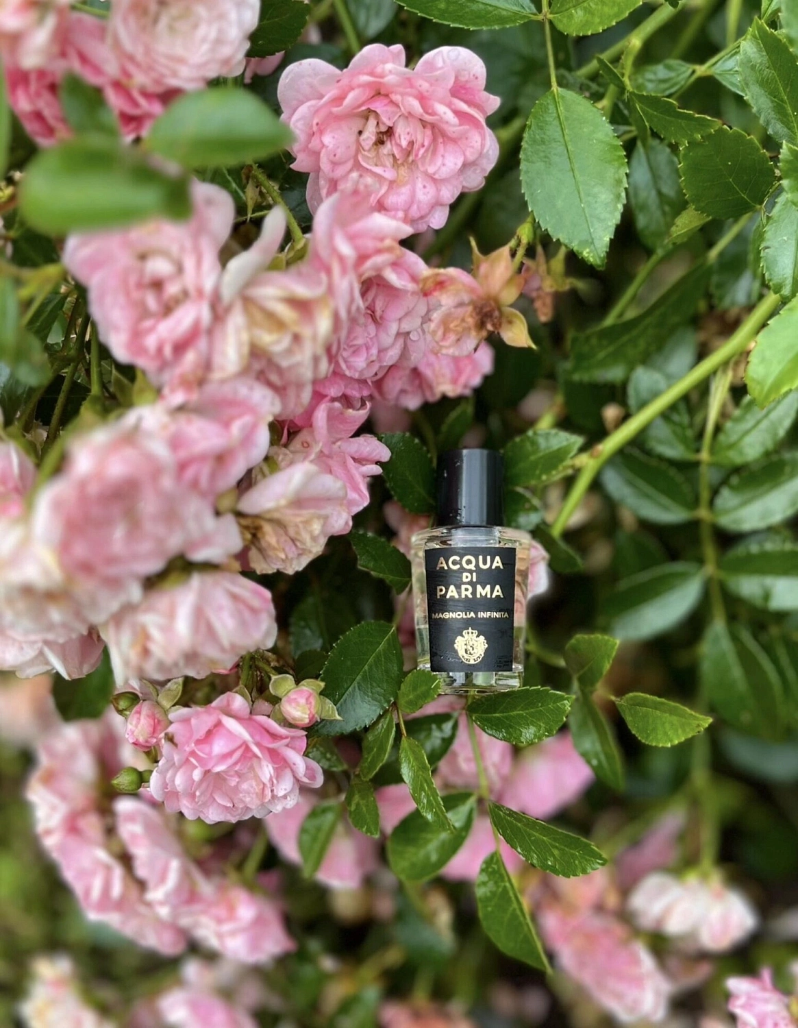 Acqua di Parma Magnolia Infinita