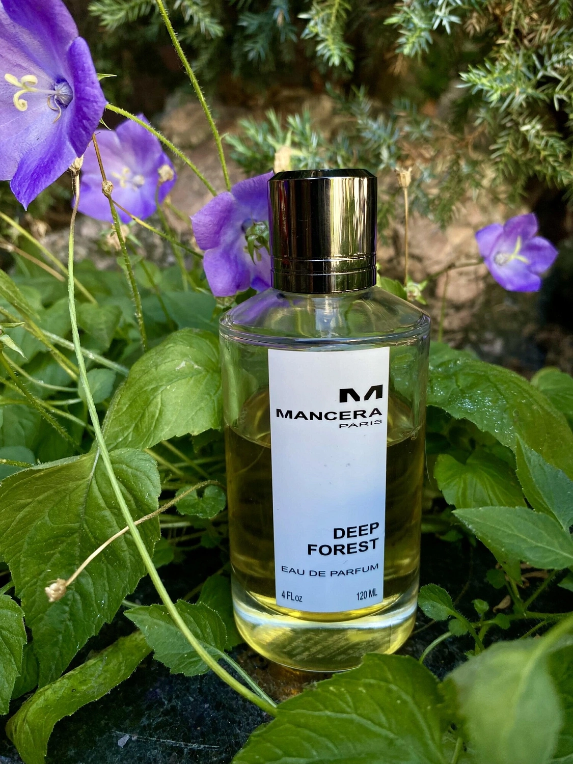 Mancera Deep Forest