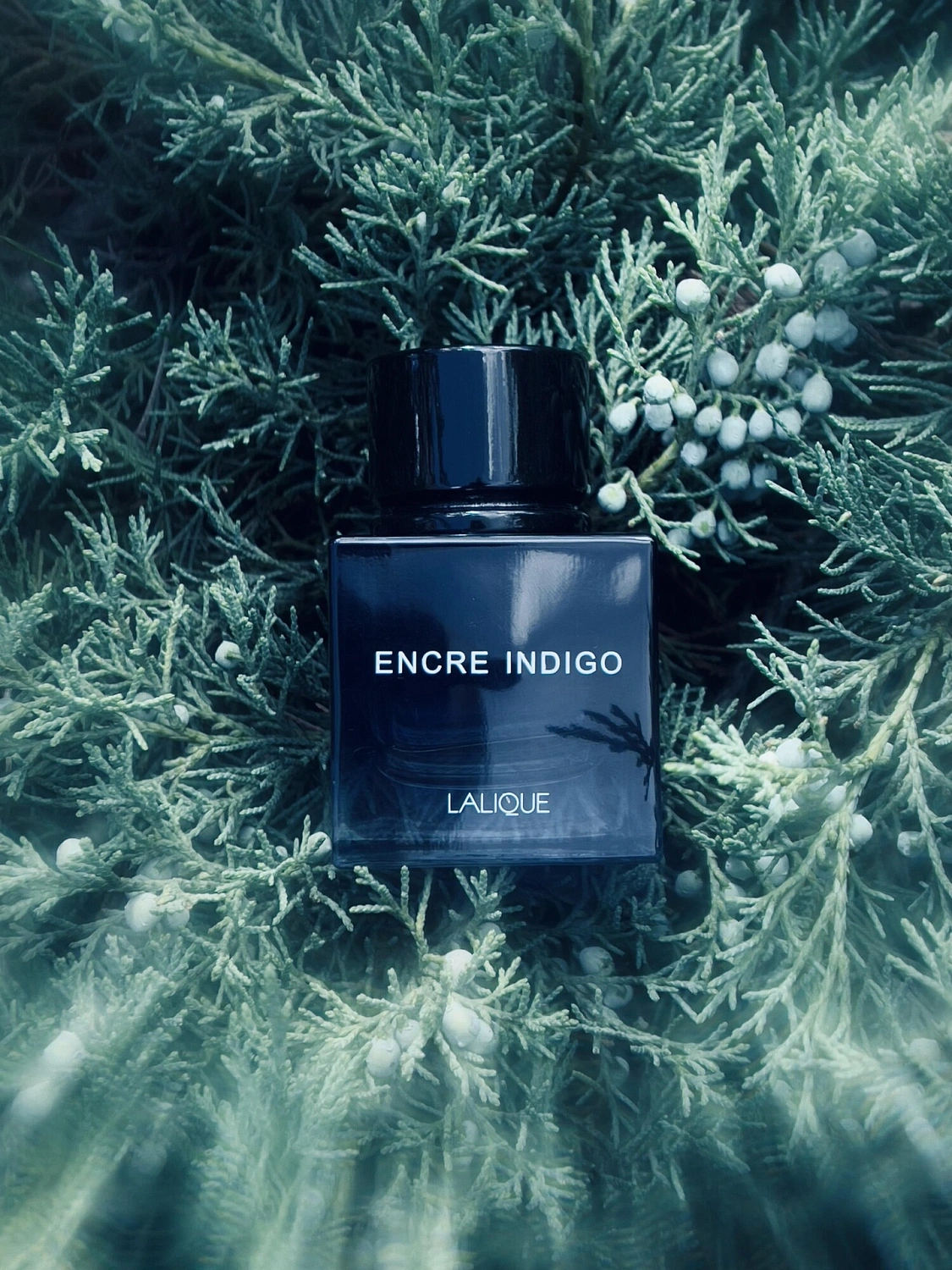 Lalique Encre Indigo