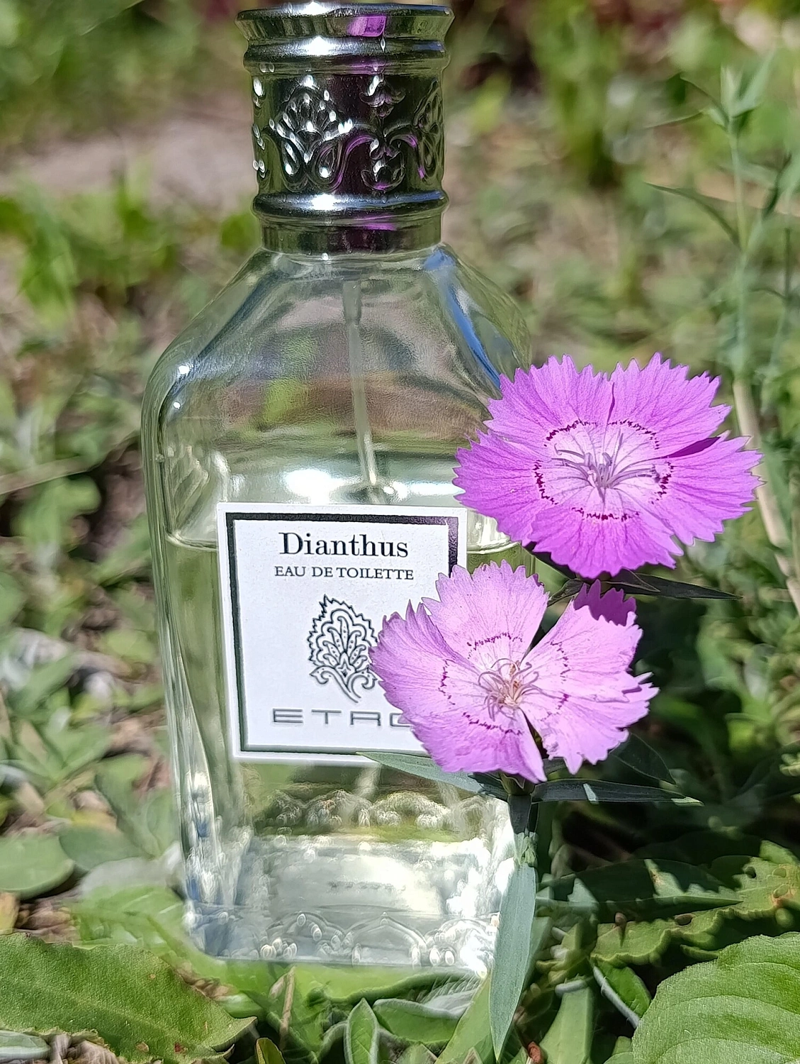 Etro Dianthus