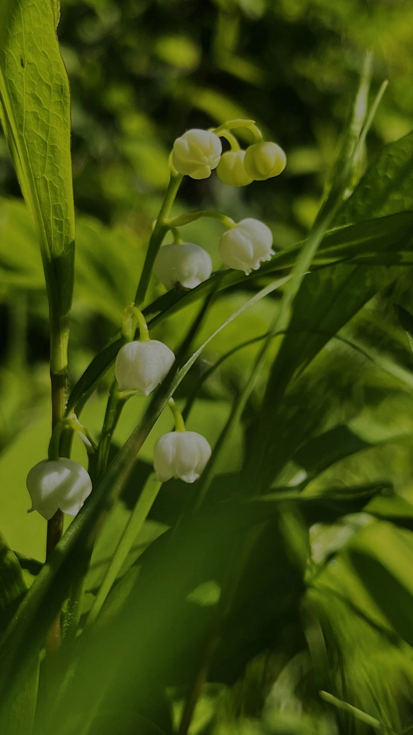 BYREDO Inflorescence