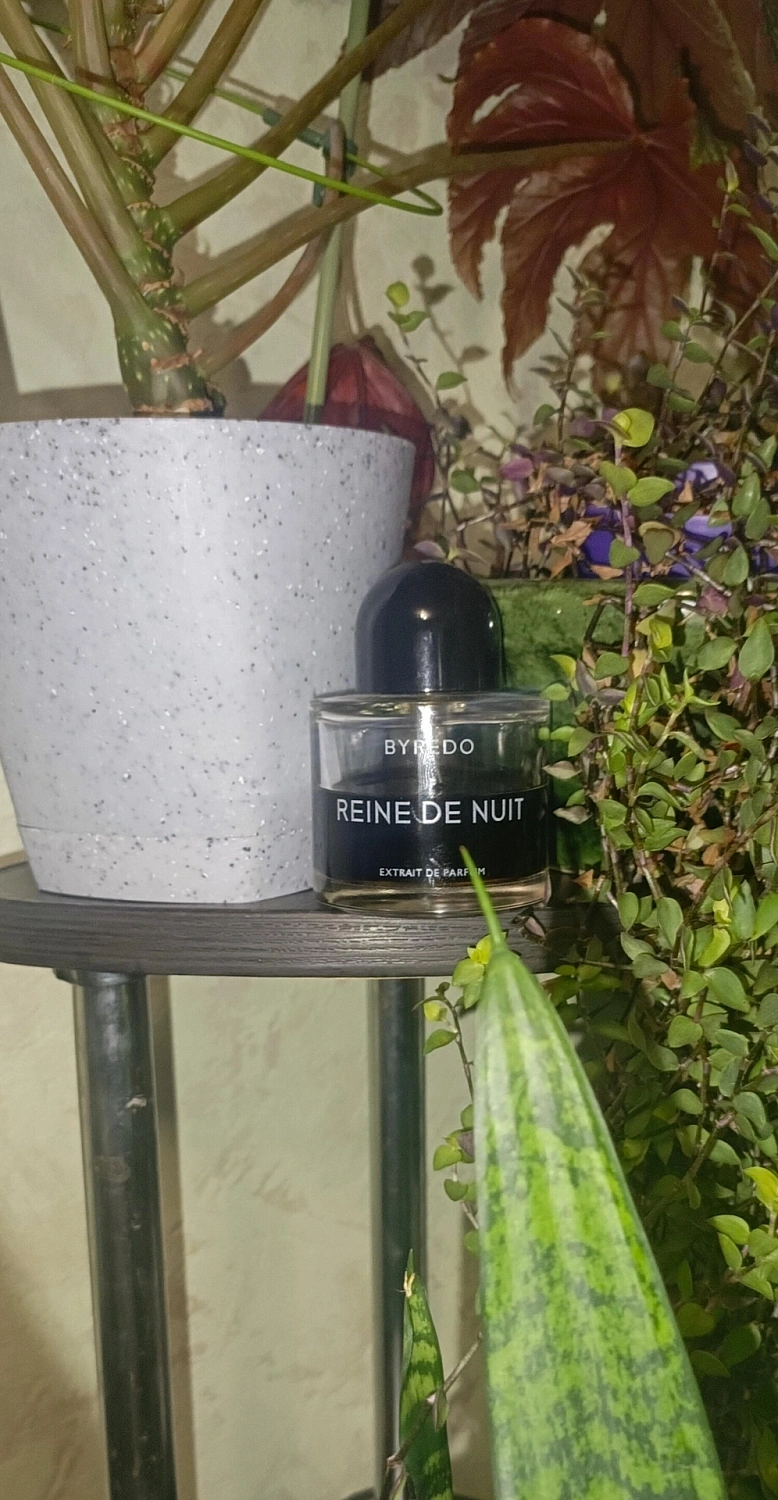 BYREDO Reine de Nuit (2019)