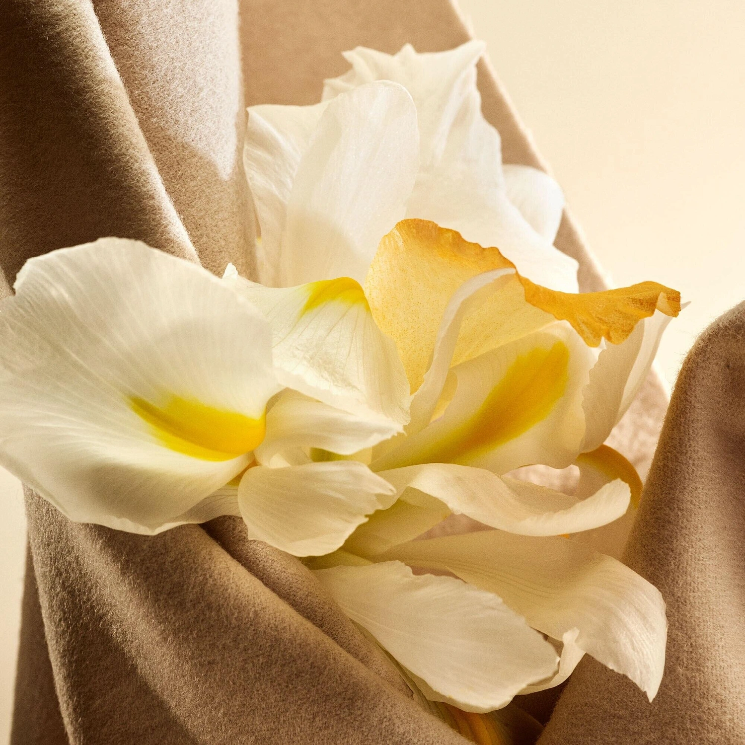 Guerlain Eau de Cashmere 2026